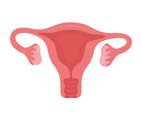 Uterus: