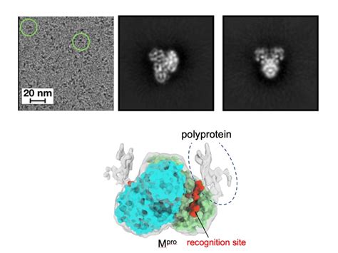 VIPELSA: A Comprehensive Guide to The Viral Polymerase Essential for SARS-CoV-2 Replication