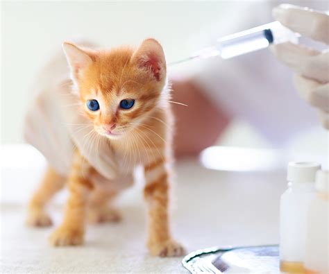 Vaccinating Your Pet: A Vital Step for Animal Health