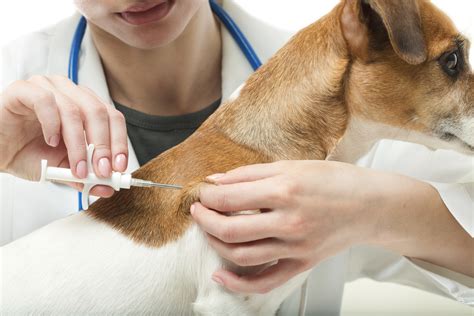 Vaccinations for Dogs Near Me: The Ultimate Guide for Responsible Pet Ownership (2023)!