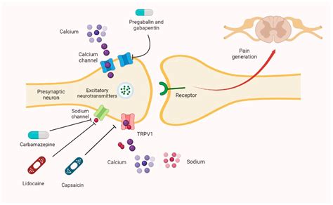 Valeryl-PP: Mechanism of Action