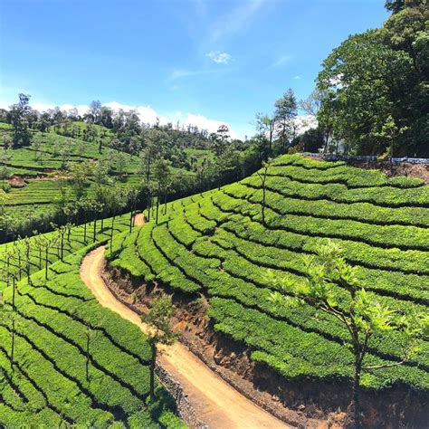 Valparai Package: An Unforgettable Tea Garden Adventure in the Western Ghats