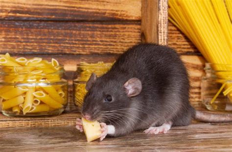 Value books for kids The little Rat who loved Cheese 
