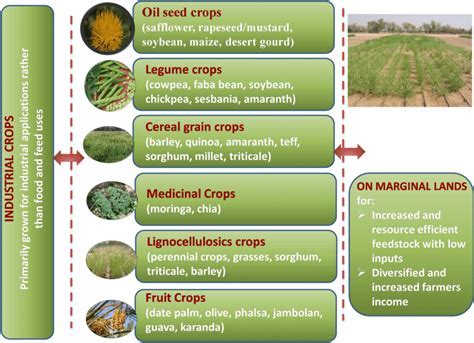 Value-Added Specialty Crops: A Definition and Overview