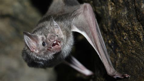 Vampire bats