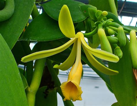 Vanilla planifolia: