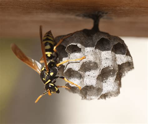 Vanquishing Wasps: A Comprehensive Guide to Eradication Using Bleach