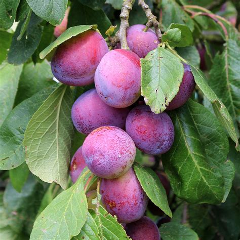 Varieties of Fruit-Bearing Trees