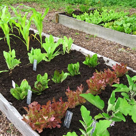 Veg Patch Reader