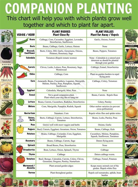 Vegetable And Herb Companion Planting Chart