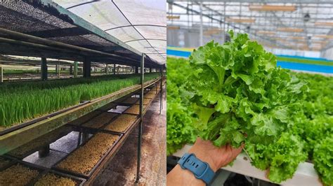 Vegetable Farm Singapore: 2023's Surprising Guide to 3,000+ Acres of Fresh Greens