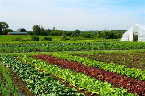 Vegetable farms: