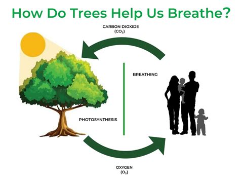 Vegetation: The Breath of Our Planet