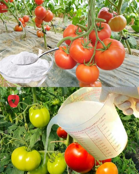 Veggie Fertilizer: 10,000+ Tips and Tricks for Abundant Harvests