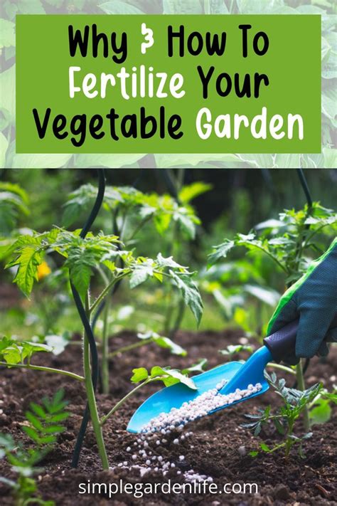 Veggie Fertilizer: Unlock Your Plants' Potential with 25 Proven Tips