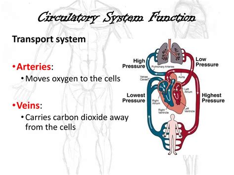 Veins Their Functional Role in the Circulationb Kindle Editon