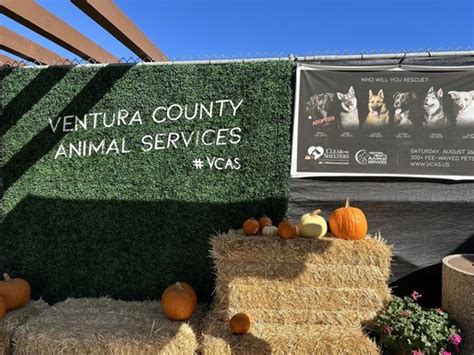 Ventura Animal Control Camarillo: A Comprehensive Guide to Pet Safety and Welfare