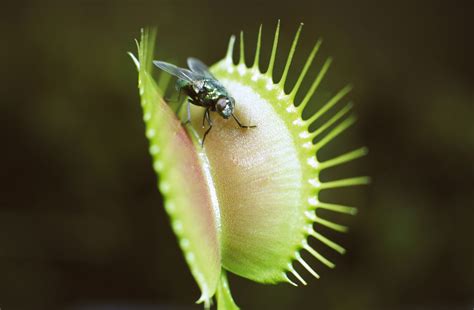 Venus Flytrap: The Plant That Eats Insects