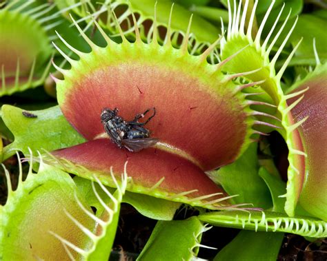 Venus flytrap