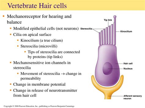 Vertebrate Hair Cells 1st Edition Kindle Editon