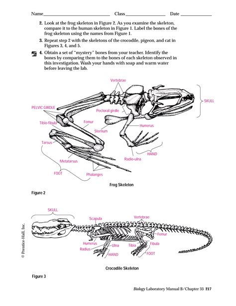 Vertebrate Skeletons Lab Answers Doc