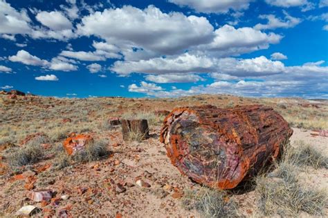 Very Shiny Speckled Rock with Brown Shiny Stones: A Comprehensive Guide to Petrified Wood