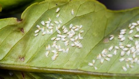 Very Tiny White Bugs That Look Like Dust: A Guide to Identifying and Treating an Infestation