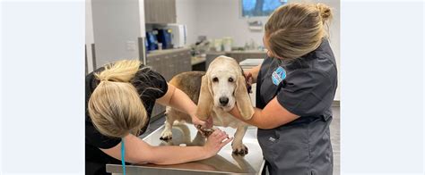 Vet Clinic Norman OK: A Comprehensive Guide to Caring for Your Pets