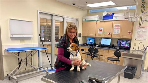 Vet Clinic Open Now: Get Your Pet the Care They Need