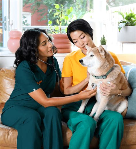 Vet Clinic in Your Neighborhood: A Guide to Find the Best One for Your Furry Friend