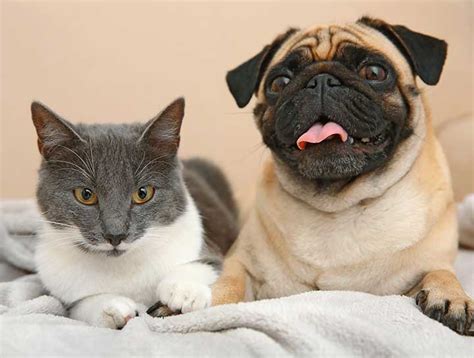 Vet Clinic of Palm Harbor: Your Comprehensive Guide to Premium Pet Care