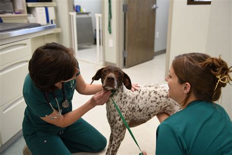 Vet Clinics in Summerville, SC: A Comprehensive Guide