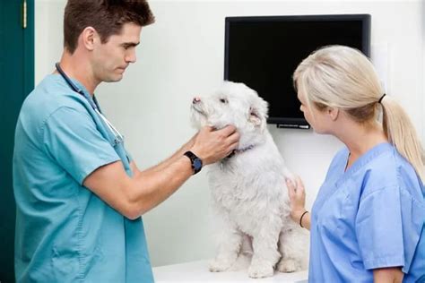 Vet Hospital Erie PA: A Comprehensive Guide to Animal Care in the Erie Region