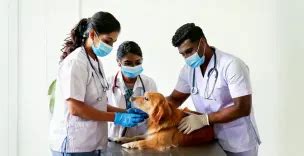 Vet Near Me: 24/7 Emergency Care Within Reach