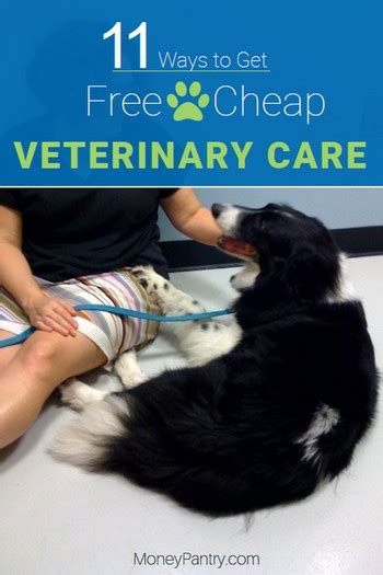 Vet Near Me Low Cost: 10+ Ways to Save on Veterinary Care