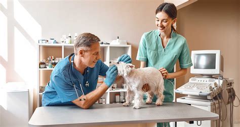 Vet New York NY: The Ultimate Guide to Finding the Best Veterinary Care in the Big Apple