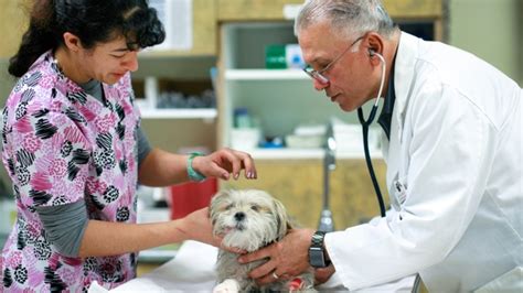 Vet Rancho Cucamonga CA: Your Comprehensive Guide to Animal Care