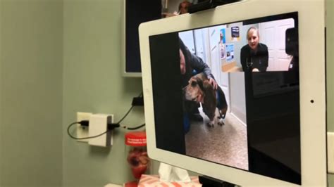 Vet Telehealth and Online Courses 2025: Advancing Veterinary Care