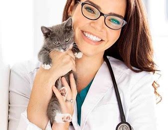 Vet Villa Animal Hospital: 10,000+ Characters of Comprehensive Care