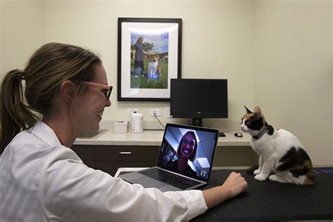 Vet telehealth and medical records