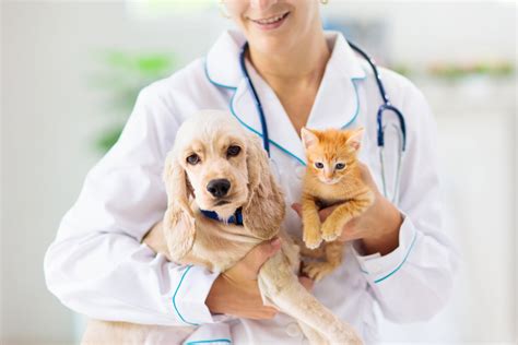 Veterinário 24 Horas: Cuidado e Segurança para Seu Animal de Estimação a