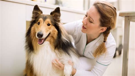 Veterinarian Clinic Near Me: Find the Best Vet for Your Pet in 10 Easy Steps