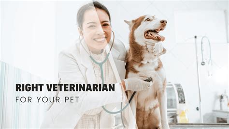 Veterinarian Clinics Near Me: A Comprehensive Guide to Find the Perfect Care for Your Pet