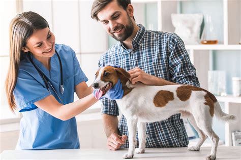 Veterinarian Employment Outlook: A Promising Future