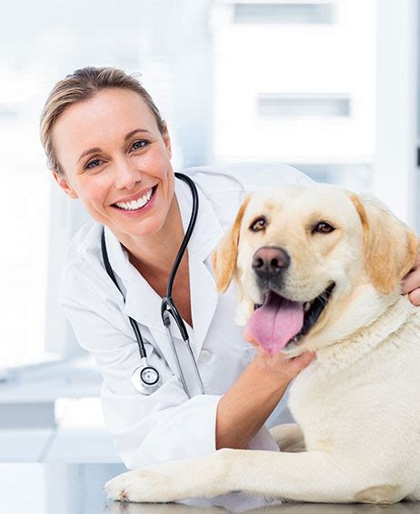 Veterinarian Hospital Near Me: Your Complete Guide to Finding the Best Care for Your Pet