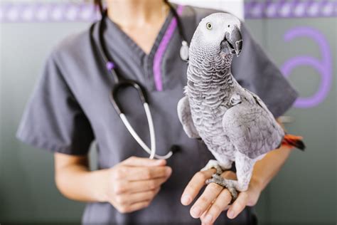 Veterinarian for Birds Near Me: Your Ultimate Guide (2023)