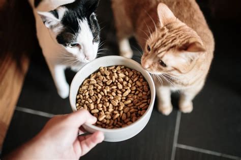 Veterinarian insights on pet nutrition