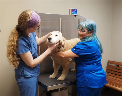 Veterinarians Near Me Open On Sunday