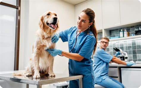 Veterinarians Open Near Me: 5,000+ Locations to Choose From!