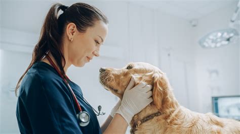 Veterinarians Open Now Near Me: 7 Locations Available 24/7